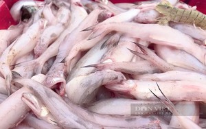 Quảng Bình: Phát hiện cá khoai bán ở chợ huyện Bố Trạch dương tính với phoóc môn