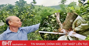 Nông dân Hà Tĩnh thả đàn kiến vàng vào vườn cam, kì lạ cây ít rụng quả, trái to, mọng nước