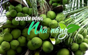 Chuyển động Nhà nông 14/11:  Dừa sáp đặc sản Cầu Kè - nguồn thu nhập chính cho nhiều hộ Khmer ở Trà Vinh