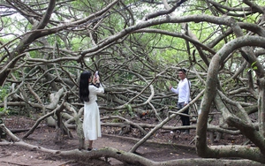 Giàn Gừa cổ thụ hơn 200 năm tuổi ở Cần Thơ là cây di sản Việt Nam, khách ta tò mò, khách Tây thích thú