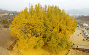 Cây bạch quả đội "vương miện" vàng rực rỡ tại Hàn Quốc 