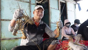 Tôm hùm bông Việt Nam muốn xuất khẩu sang Trung Quốc phải chứng minh là tôm hùm bông nuôi