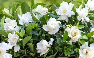 &quot;3 tránh, 1 cần&quot; khi trồng cây cảnh này, đảm bảo hoa trắng như tuyết, lá xanh như ngọc