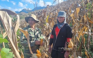 Thời vụ và kỹ thuật canh tác – Yếu tố quyết định đến năng suất cây ngô của nông dân tỉnh Sơn La