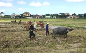 Về Quảng Bình xem các &quot;lão tướng&quot; thi cày ruộng, đường cày nào cũng đẹp, thẳng tắp