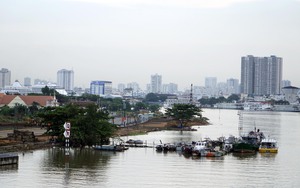 Sắp có cánh đồng hoa hướng dương ở bờ Đông sông Sài Gòn
