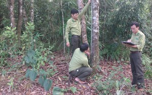Huyện biên giới Mường Tè thực hiện tốt chính sách chi trả dịch vụ môi trường rừng