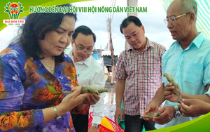 Hướng đến Đại hội VIII Hội Nông dân Việt Nam: Chuyện về những câu lạc bộ nông dân tỷ phú ở Bến Tre (Bài 3)