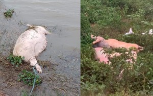 Xử phạt một người đàn ông Quảng Trị vứt lợn chết ra môi trường