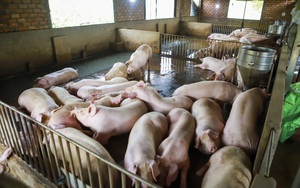 Thủ tướng yêu cầu quyết liệt phòng chống bệnh dịch tả lợn châu Phi, đảm bảo nguồn cung thịt dịp Tết Nguyên đán