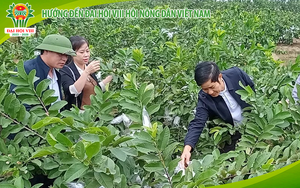 Hướng đến Đại hội VIII Hội Nông dân Việt Nam: Vào Chi, tổ hội nghề nghiệp giúp nông dân làm giàu (Bài 5)