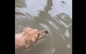 Clip NÓNG 24h: Clip giải cứu 2 chú chó giữa mưa lụt ở Huế hút hơn 3 triệu lượt xem