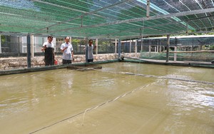 Đây là mô hình nuôi cá chình, nuôi cá lóc đạt lợi nhuận tốt, nhiều người đang đến xem ở Phú Yên