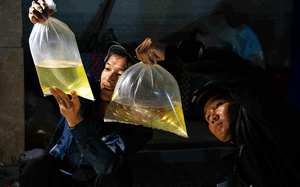 Chợ bán toàn cá cảnh ở TP Hồ Chí Minh sao nhiều người  gọi là chợ "âm phủ"?