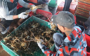 Sở NNPTNT tỉnh Khánh Hòa hướng dẫn quy trình tuân thủ an toàn thực phẩm với tôm hùm xuất khẩu sang Trung Quốc