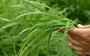 Chị nông dân Bà Rịa–Vũng Tàu "hốt bạc" nhờ loại rau trồng 1 lần bán 10 năm, giàu vitamin K, tăng cường sinh lý