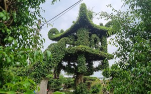 Một cây sanh Nam Điền hình dáng chùa Một Cột ở Nam Định đang hot, thiên hạ đang kéo đến xem