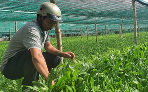 Nông dân Khánh Hòa trồng một loại rau ở vùng trũng, lá xanh mướt, 