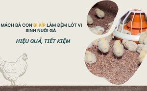 SỔ TAY NHÀ NÔNG: Mách bà con bí kíp làm đệm lót vi sinh nuôi gà hiệu quả, tiết kiệm