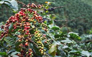 Giá cà phê ngày 20/11: Cà phê trong nước lặng sóng, cao nhất là 58.800 đồng/kg, 2 sàn quốc tế giảm