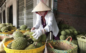 Trồng "cây tiền tỷ" này ở Tiền Giang, nông dân cho ra trái nghịch vụ, bán giá cao chót vót, thu lời to
