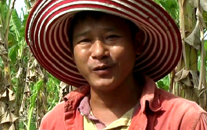Trồng cây cho trái giàu dinh dưỡng, luộc ăn ngon gấp bội, trai làng Tây Ninh cắt bán thu tiền tỷ