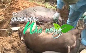 Chuyển động Nhà nông 21/11: Dịch tả lợn Châu Phi có nguy cơ lan rộng ở Hà Tĩnh