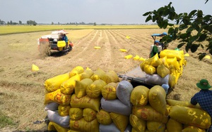Một nước Đông Nam Á vượt Trung Quốc, trở thành thị trường xuất khẩu gạo lớn thứ hai của Việt Nam