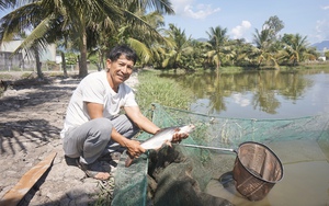 Một Chi hội trưởng nông dân ở Đà Nẵng làm kinh tế giỏi, nhiệt tình với công tác Hội