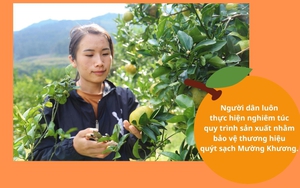 Hái loại quả thơm giàu vitamin C này bán, nhiều nhà ở một nơi của Lào Cai có của ăn của để