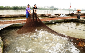 Nuôi cá lồng dưới sông Hồng, dân nơi này ở Hưng Yên kéo lưới trồi lên toàn con to bự, bán đắt tiền