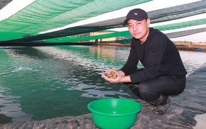 Nuôi thứ ốc đặc sản đắt tiền, một nông dân Nam Định trúng lớn ngay từ vụ nuôi đầu tiên
