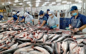 5 địa phương của Trung Quốc đang mua nhiều nhất các loại thủy sản Việt Nam, là những địa phương nào?