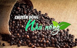 Chuyển động Nhà nông 22/11: Giá tiêu tăng đồng loạt, vượt ngưỡng 71.000 đồng/kg