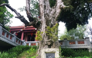 Cận cảnh cây cổ thụ có một không hai, tuổi thọ hơn 2.100 năm trong ngôi đền cổ ở Phú Thọ