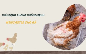 SỔ TAY NHÀ NÔNG: Phương pháp phòng chống bệnh newcastle cho gà