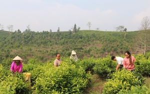 Phát triển cây chè bền vững gắn với nâng cao thu nhập cho nông dân Lào Cai