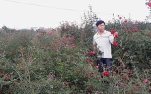 Về Hải Phòng ngắm vườn hồng cổ 15.000 gốc rực rỡ sắc màu của nông dân trẻ Phan Văn Dương