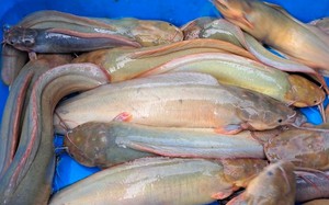 Nuôi loài cá da trơn mà có tác dụng như thuốc bổ, nông dân Hải Dương trúng lớn