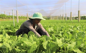 Đời sống đồng bào Khmer huyện Duyên Hải ở Trà Vinh đang tốt hơn, thu nhập bình quân đầu người tăng