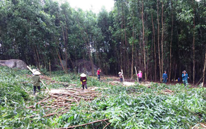 Trồng cây keo vừa tốt môi trường cảnh quan, nông dân một huyện ở Đắk Lắk có thu nhập tốt hơn