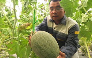 Huyện này ở Nghệ An phấn đấu giá trị sản xuất nông nghiệp công nghệ cao trên 2.400 tỷ đồng