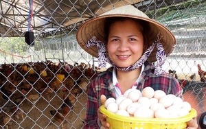 Nuôi gà đẻ, ấp bán gà giống, một nông dân Bình Phước từ cảnh khó khăn vươn lên khá giả