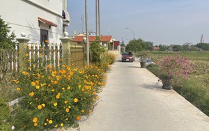 Khám phá con đường hoa “vạn người mê” ở tổ dân phố kiểu mẫu thị trấn Ninh Cường (Nam Định)