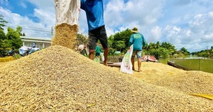 Giá lúa tăng nhưng lợi nhuận của nông dân không nhiều