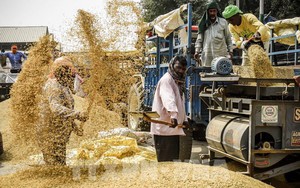Giá gạo thế giới liên tục tăng