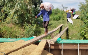 Giá lúa cao nhất từ trước đến nay, một hợp tác xã ở Long An trồng lúa sạch còn được cộng thêm 200-300 đồng/kg