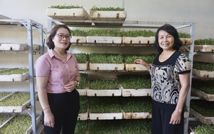 Trồng rau trong nhà là trồng kiểu gì mà một nông dân ở Đà Nẵng ngày nào cũng thu tiền?