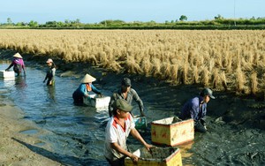 Đi tìm một chữ “xanh” trong nông nghiệp: Lúa - tôm, chuỗi sản xuất độc đáo riêng có của Việt Nam (Bài 2)
