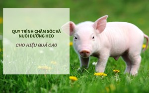 SỔ TAY NHÀ NÔNG: Quy trình chăm sóc và nuôi heo vi sinh cho hiệu quả cao